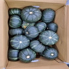 늙은애호박