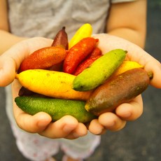 직접 재배한 핑거라임 냉동 팜이즈 농장, 1개, 100g