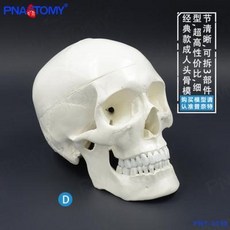 해부 모형 인체 동물 병원 과학 교육 PNATOMY 1:1 실물크기의 클래식 화이트 두개골 모델링 해부조각 미술회화용