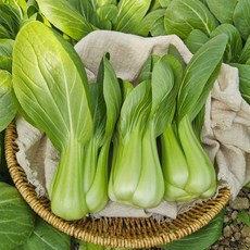 채소한의 식탁 국내산 싱싱 청경채 농장직송, 1개, 2kg