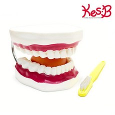 구강교육치아모형대형