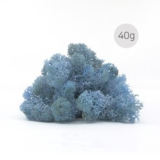 비오스 공기정화식물 스칸디아모스 천연이끼 40g, 14번