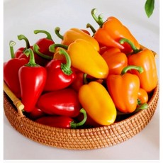 당일수확 당일선별 뉴꼬깔 미니파프리카 빨강 노랑 주황 혼합 길쭉이 트리밸리, 1박스, 1.8kg(300g6봉)
