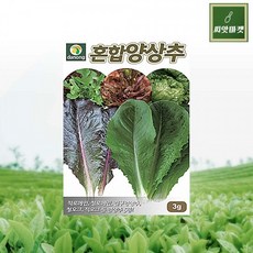 중국산양상추