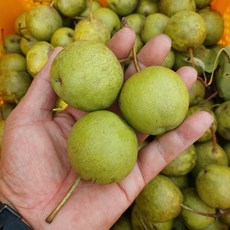 돌배효소