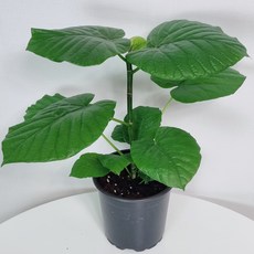 휘커스움베르타