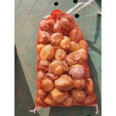 코끼리마늘 B급 흑마늘용 가정용 종자용, 2kg, 1개