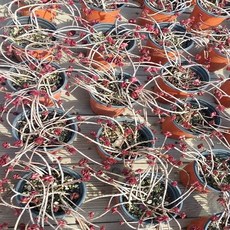 6f8151038bf1f200c20b6947cc9af260ea26ce4ba615e4260ffd3d0170b1.jpg