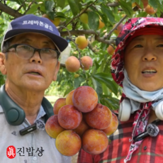 진밥상 영천 자두 5kg, 1박스, 왕 사이즈(5kg)
