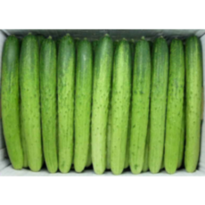 백오이 백다다기오이 (특품/당일물건), 백오이 특품, 50개