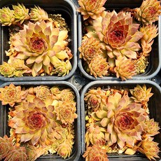 베란다화초키우기