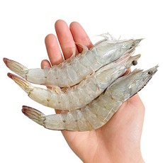 통새우미도바