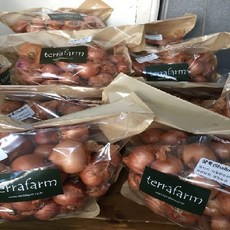 테라팜 샬롯 에샬롯 미니양파 SHALLOT, 1박스, 1KG