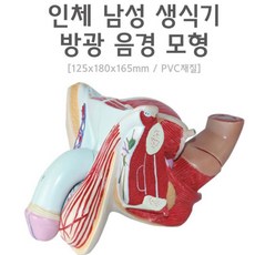 비뇨기과 병원 남성 생식기 고환 음경 모형 인체해부