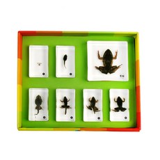 곤충성장피규어