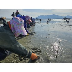 서해안 고창 싱싱한 명주조개 1kg 개별포장