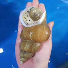 청담농수산 동해안 자연산 활 백고동 백골뱅이, 1개, 1kg 대 (11-19미)