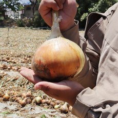 올해수확 국내산 단단한 무안 햇양파(특) 꼼꼼선별 280~350G, 1개, 5kg