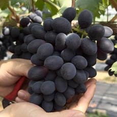 씨 없는 고당도 포도 신품종 블랙 다이아포도 헤이미엔샤 블랙스완 포도, 1개, [가정용] 블랙 다이아포도 500g (1~3수 내외)