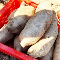 야콘 즙용/생식용 특품 5kg 10kg, 즙용-흠과, 1개