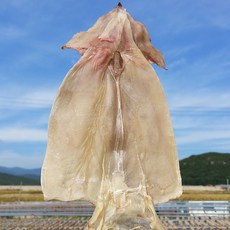 오징어1축