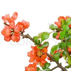 샹스프래그런스