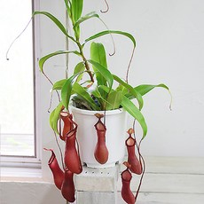 네펜데스