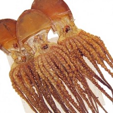 건어물광장 피문어 문어, 1개, 45cm 특