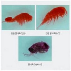 물벼룩