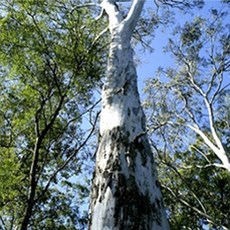 고체방향제만들기