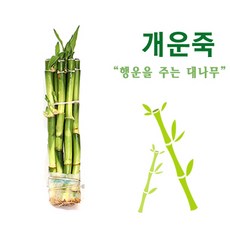 개운죽