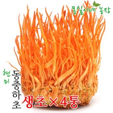 몽실이농장 몽실이네농장 무농약 현미동충하초 생초4통, 동충하초 생초4총