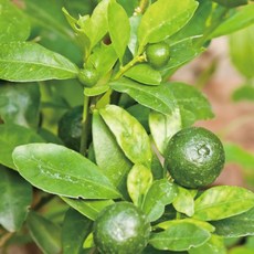 프래그런스오일100ml