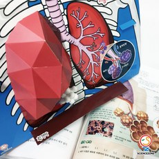 수문사인체와구조pdf