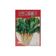 고들빼기씨앗
