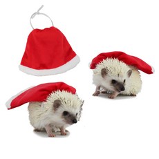 도치퀸겨울