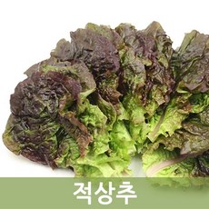 적상추4kg