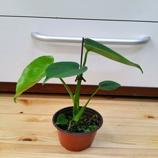 몬스테라델리시오사