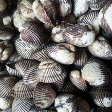 오병이어농산 새꼬막, 1개, 새꼬막1.5kg(왕특)