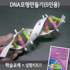 디엔에이모형