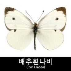 나비표본/배추흰나비표본/Pieris rapae