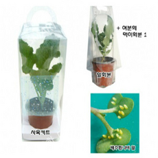 월드사이언스 배추흰나비 애벌레 관찰세트