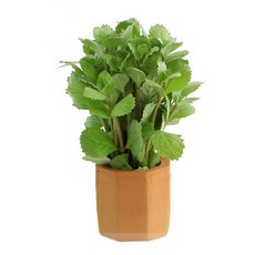 워터위스테리아