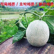 적육메론
