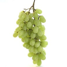 청포도8.2