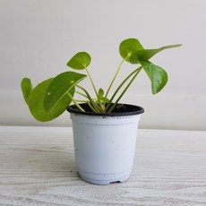 청페88
