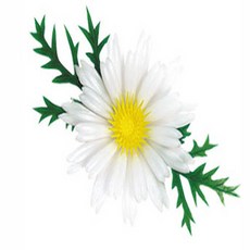 꽃꽂이레슨미국식강남