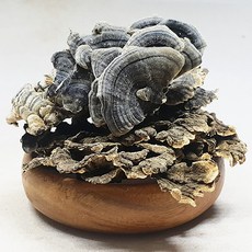 운지버섯