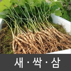 장성 새싹삼 새싹인삼 특 대 중 소, 1box, 특 (30뿌리)