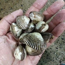 세꼬막